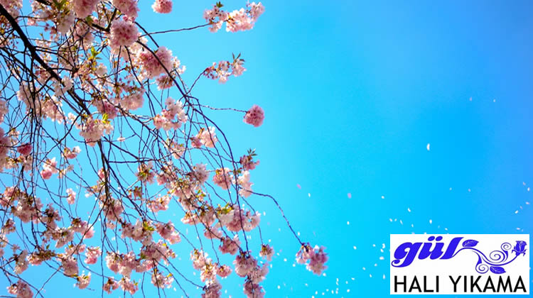baharda halı perde koltuk temizliği